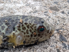 フグの釣果