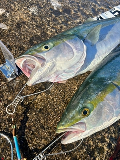 ワラサの釣果