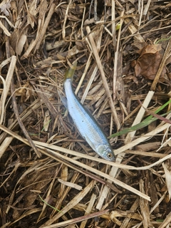 オイカワの釣果