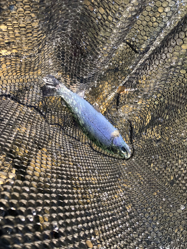 トラウトの釣果