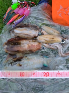 アオリイカの釣果