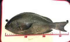 メジナの釣果