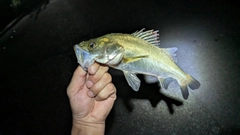 セイゴ（マルスズキ）の釣果