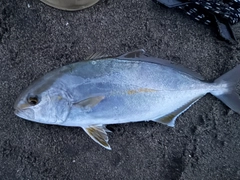 ショゴの釣果