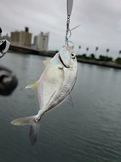 ロウニンアジの釣果