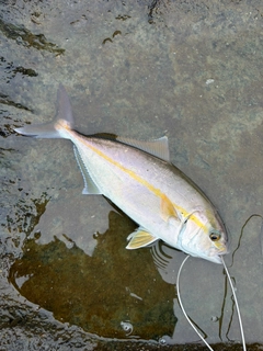 ショゴの釣果