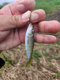 オイカワの釣果
