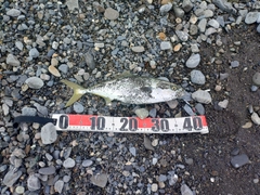 イナダの釣果