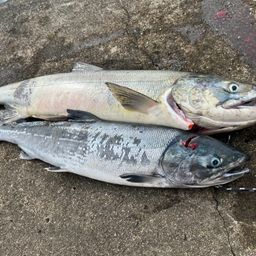 トラウトアングラー トラウト釣りたいさんの2026年09月27日(日)の釣行(北海道 - 道東地方