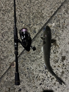 ボラの釣果