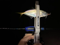 マアジの釣果