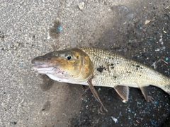 ニゴイの釣果
