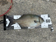 イスズミの釣果