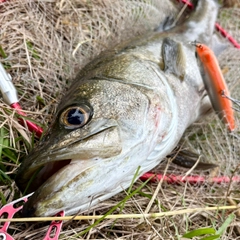 スズキの釣果
