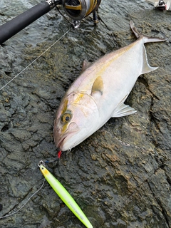 ネイリの釣果