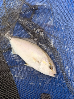 ショゴの釣果