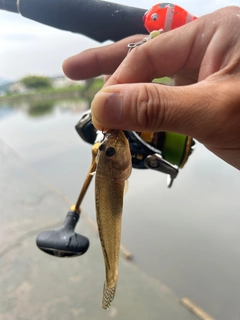 ハゼの釣果