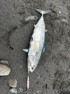 マルソウダの釣果