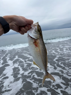 ショゴの釣果