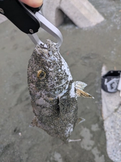 ショゴの釣果