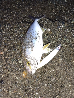 ショゴの釣果