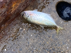 マアジの釣果