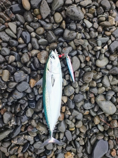 ソウダガツオの釣果
