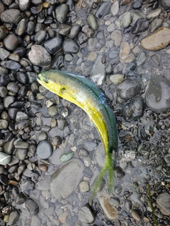 シイラの釣果