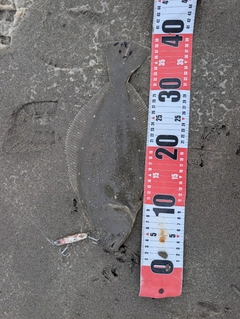 ヒラメの釣果