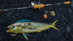 シイラの釣果