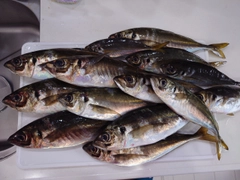 マアジの釣果