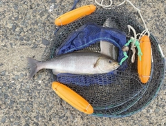 イサキの釣果