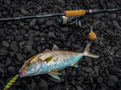 ショゴの釣果