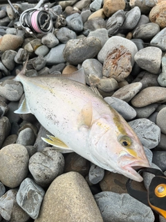 ショゴの釣果