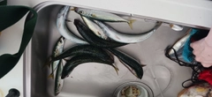 サバの釣果