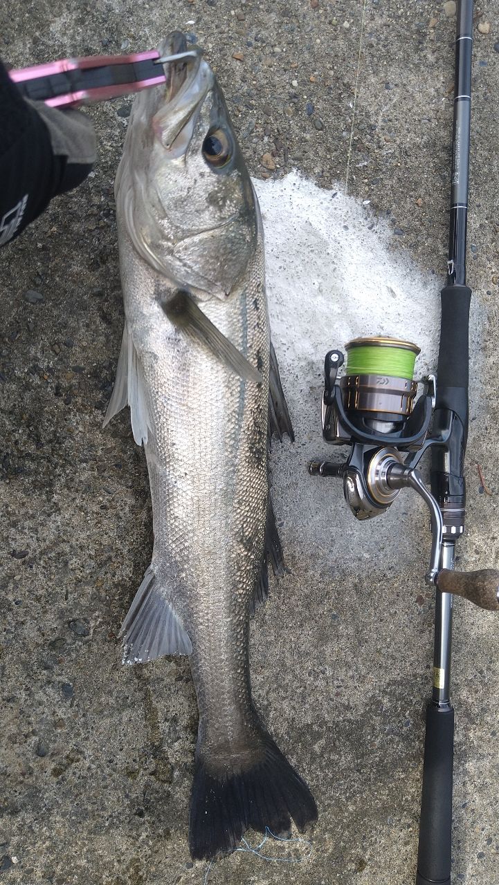 DAIWA 21ラブラックス AGS 86MLの最安値・インプレ・釣果 | 本音の