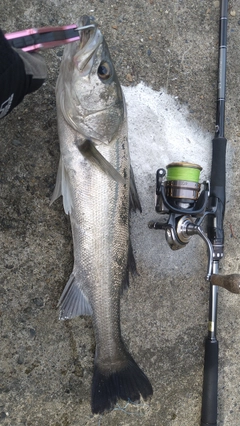 シーバスの釣果