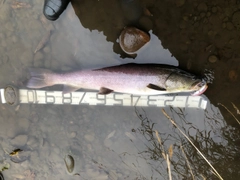 イトウの釣果