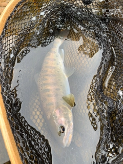 ヤマメの釣果