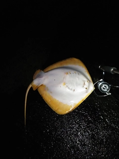 アカエイの釣果