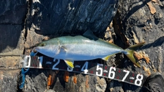 ヤズの釣果