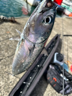 ソウダガツオの釣果
