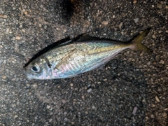 マアジの釣果