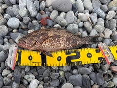 オオモンハタの釣果