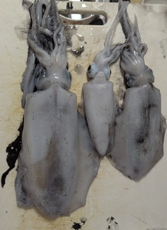 ギンガメアジの釣果