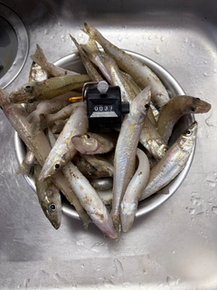 キスの釣果