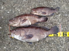 マハタの釣果