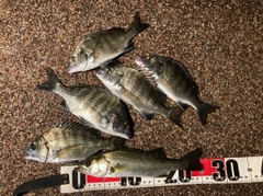 セイゴ（マルスズキ）の釣果