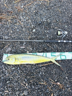 シイラの釣果