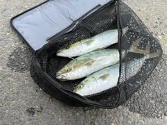 イナダの釣果